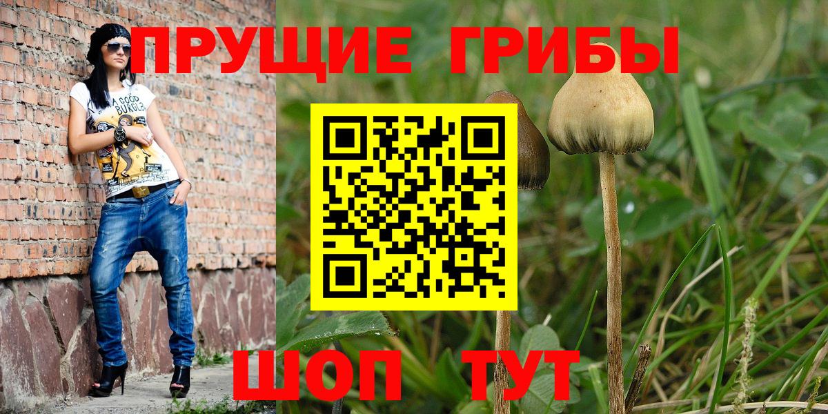 как найти   Вход с VPN  Кириши  Псилоцибиновые грибы Psilocybine cubensis 
